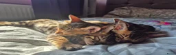 Bengal cats for stud: Silver Bengal Stud 🩶 TICA REG N DNA CLEAR 🌟 - Advert 7