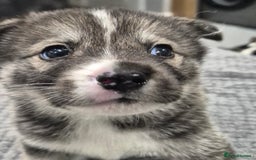 Huskita dogs for sale: FABULOUS HUSKITA PUPPIES Husky x Akita - Image 2