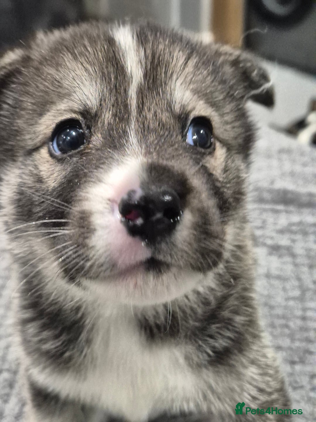 Huskita dogs for sale: FABULOUS HUSKITA PUPPIES Husky x Akita - Image 2