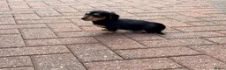 Miniature Dachshund dogs for sale: Long Haired - READY NOW. - Advert 21