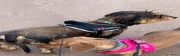 Dachshund dogs for sale: Rehoming Gretal  in Liss - Advert 3