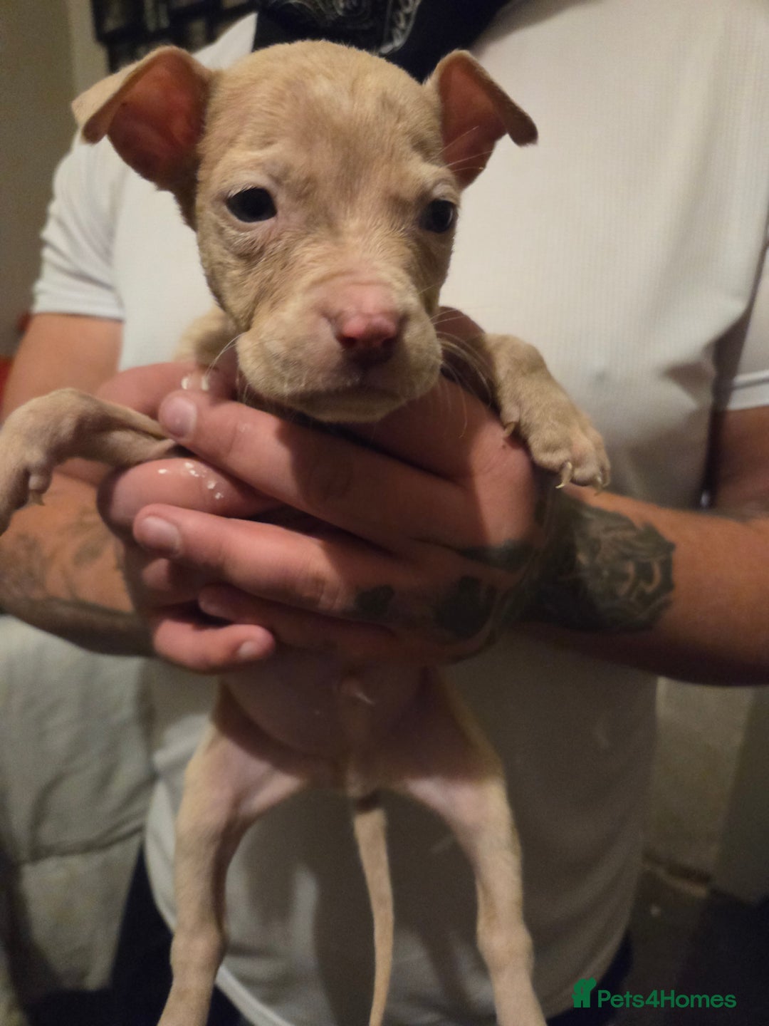 Mixed Breed dogs for sale: Puppies - Advert 11