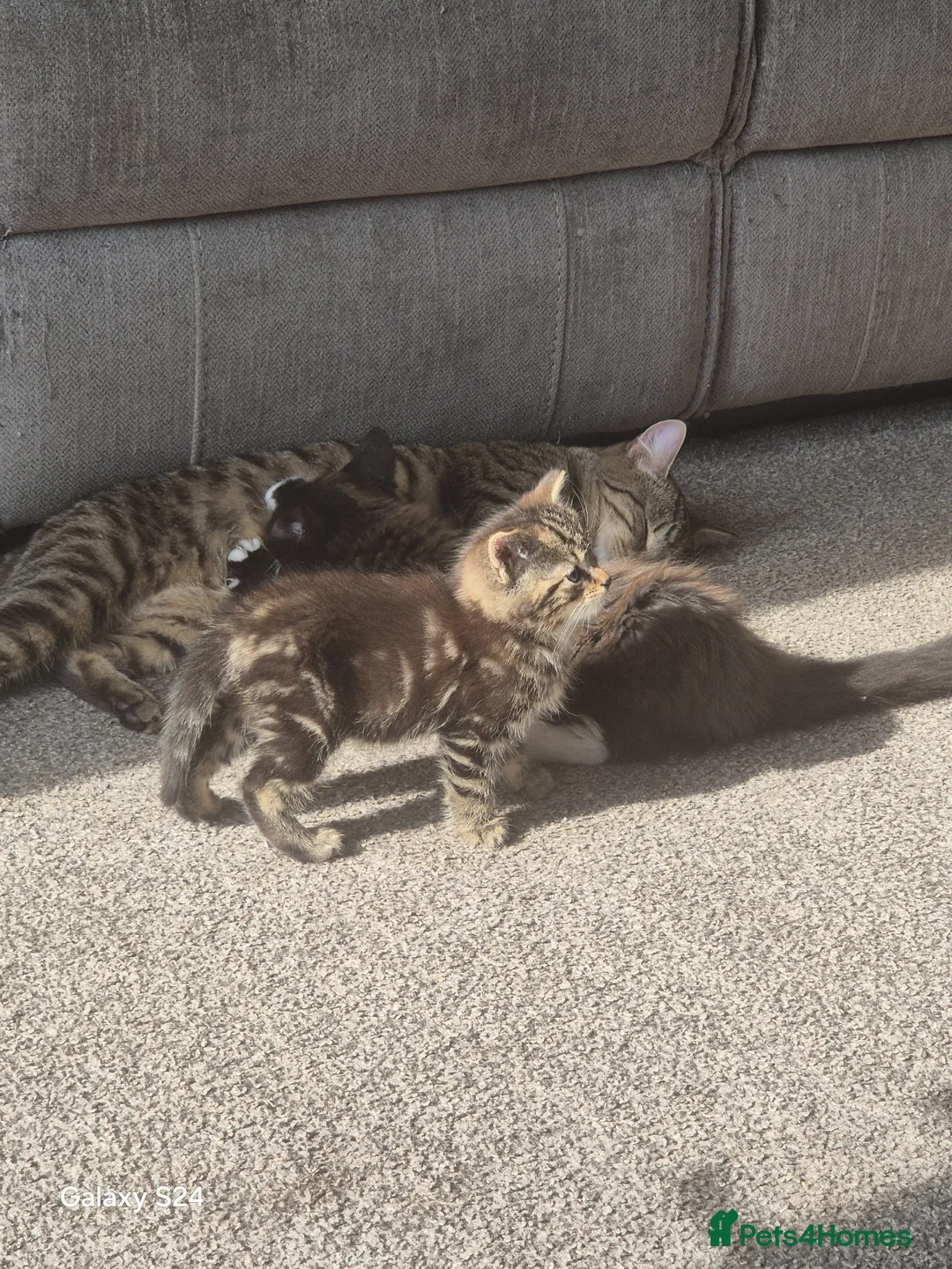 Mixed Breed cats for sale: 2 kittens  - Advert 4