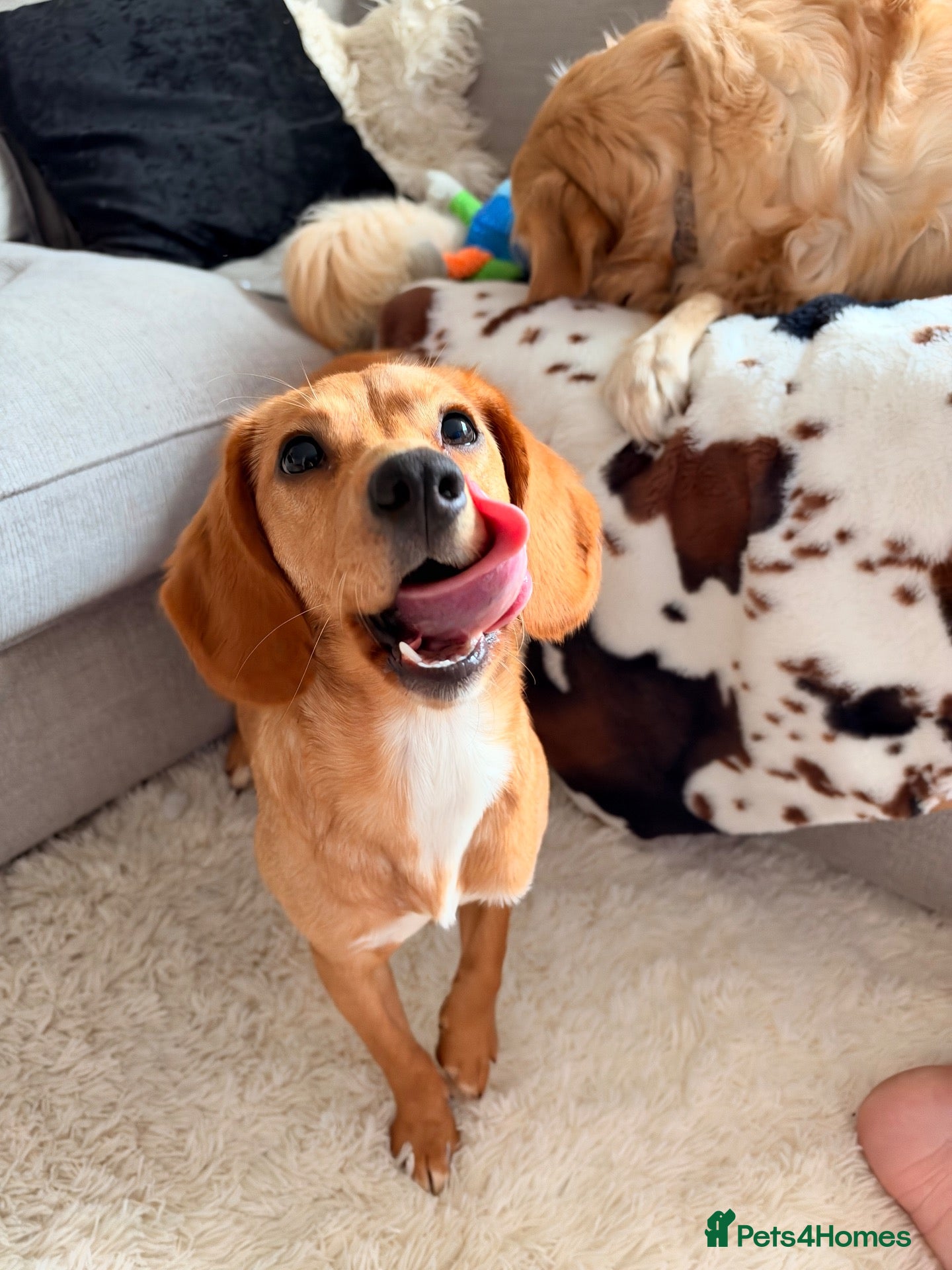 Mixed Breed dogs Lulu  - Advert 14