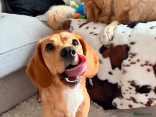 Mixed Breed dogs Lulu - Advert 14