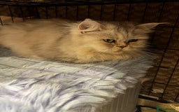 Scottish Fold cats for sale: Scottish Straight  - Image 2