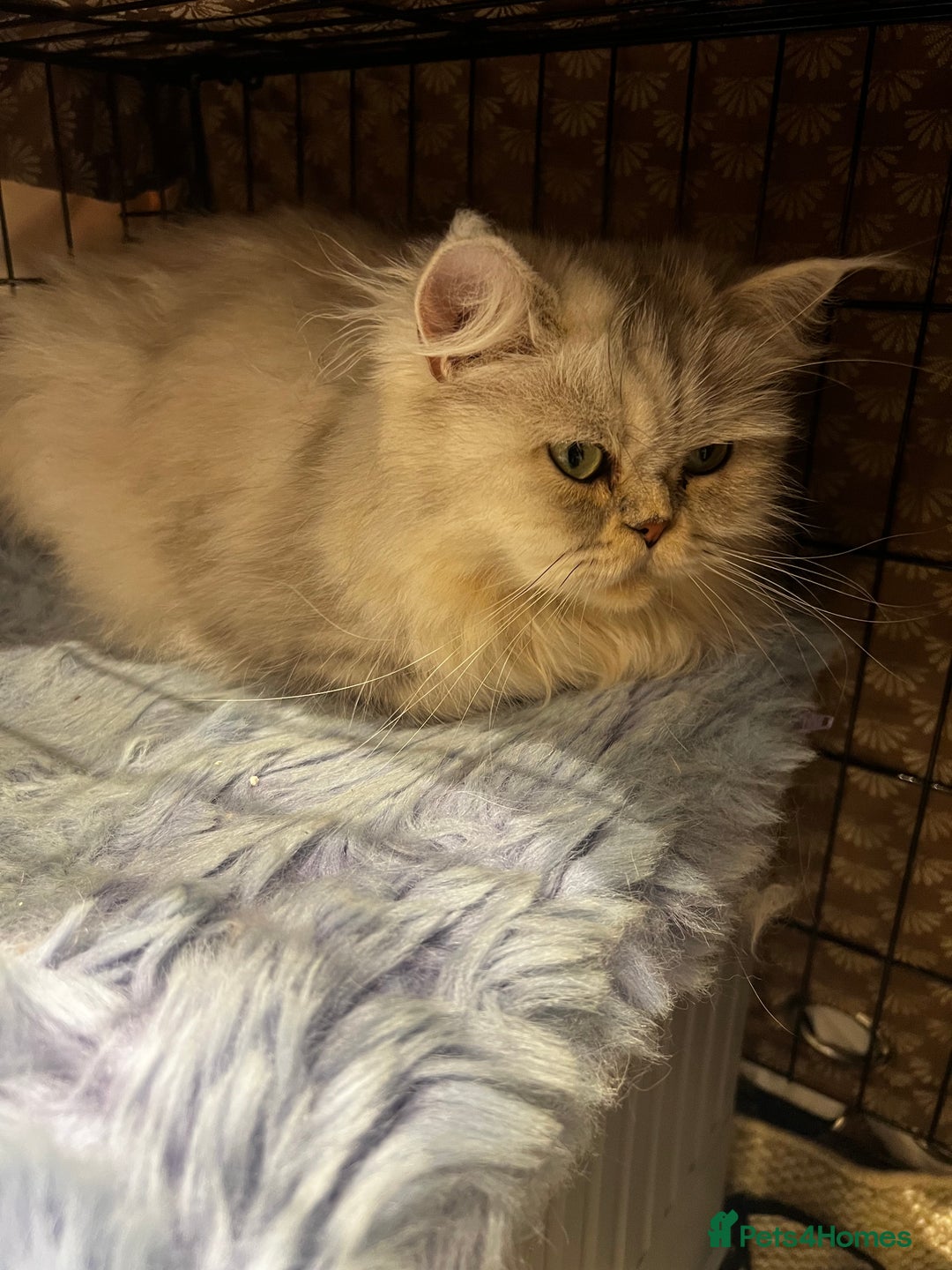 Scottish Fold cats for sale: Scottish Straight  - Image 2