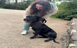 Cane Corso dogs for sale: For sale - Image 8