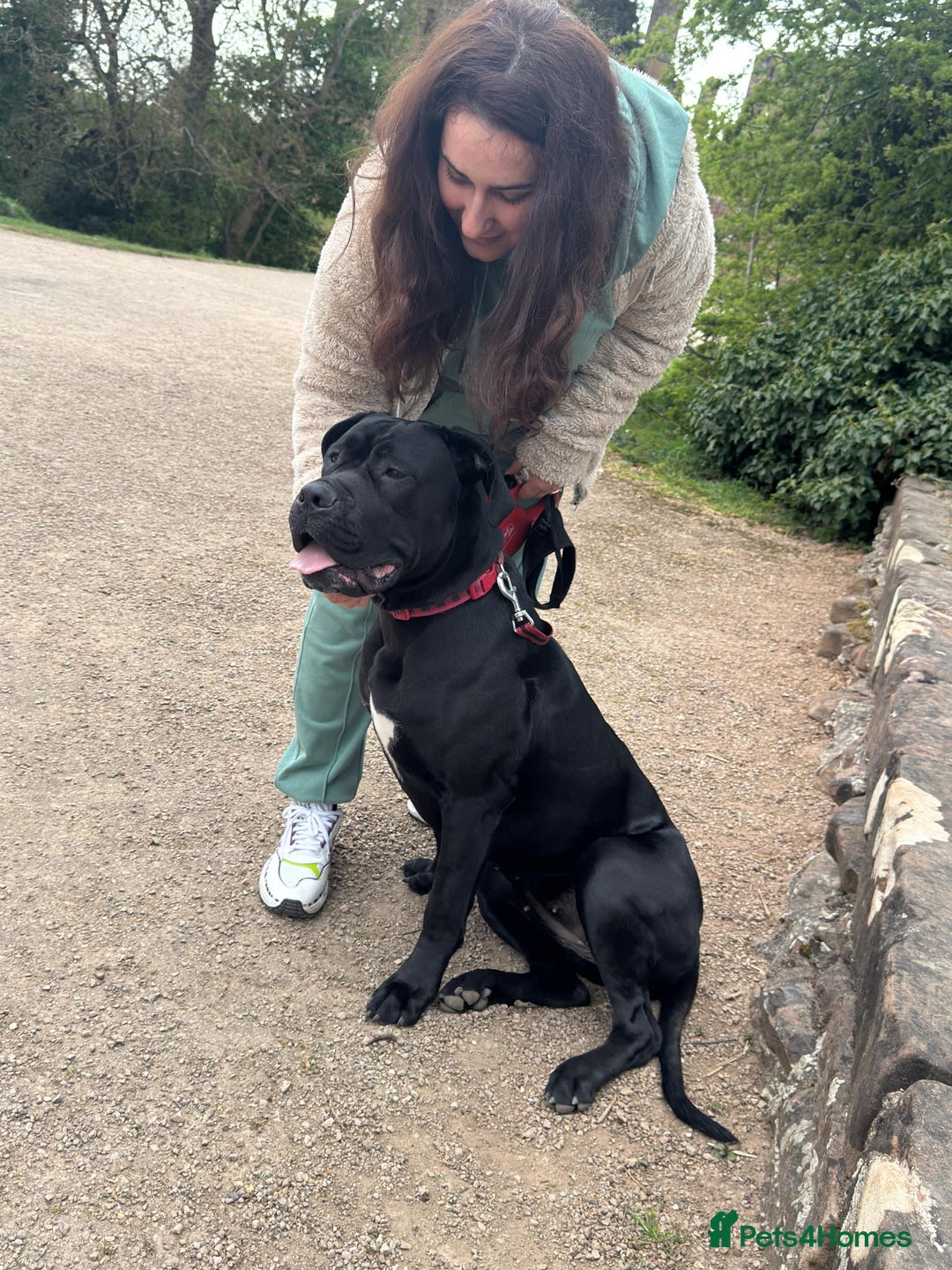 Cane Corso dogs for sale: For sale - Image 8