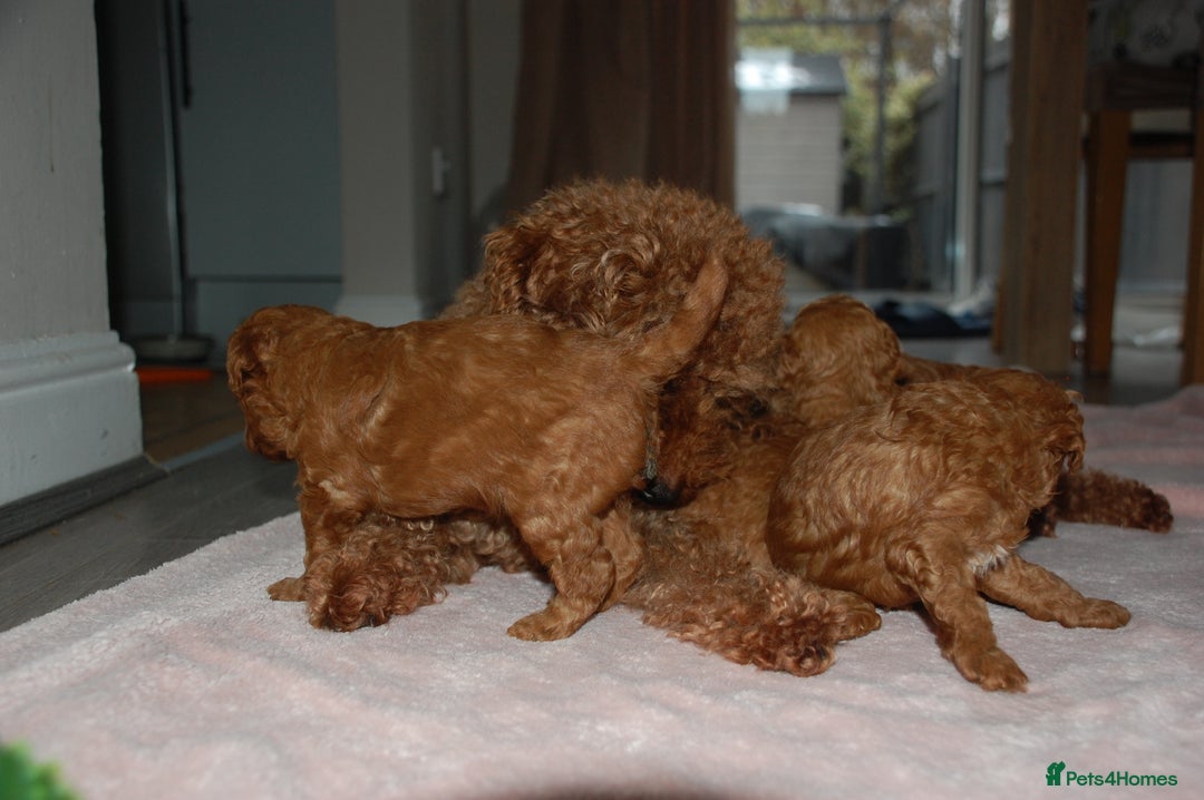 Toy Poodle dogs for sale: Beautiful solid red KC toy poodle - Advert 10