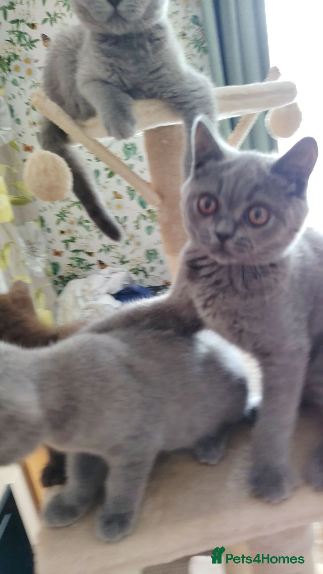 British Shorthair cats for sale: Beautiful British short blue kittens.  - Advert 6