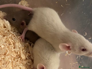 Rat rodents Beautiful baby dumbo rats for sale - Advert 20