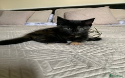Mixed Breed cats for sale: Two girls and a boy Kuril bobtail mix - Image 23