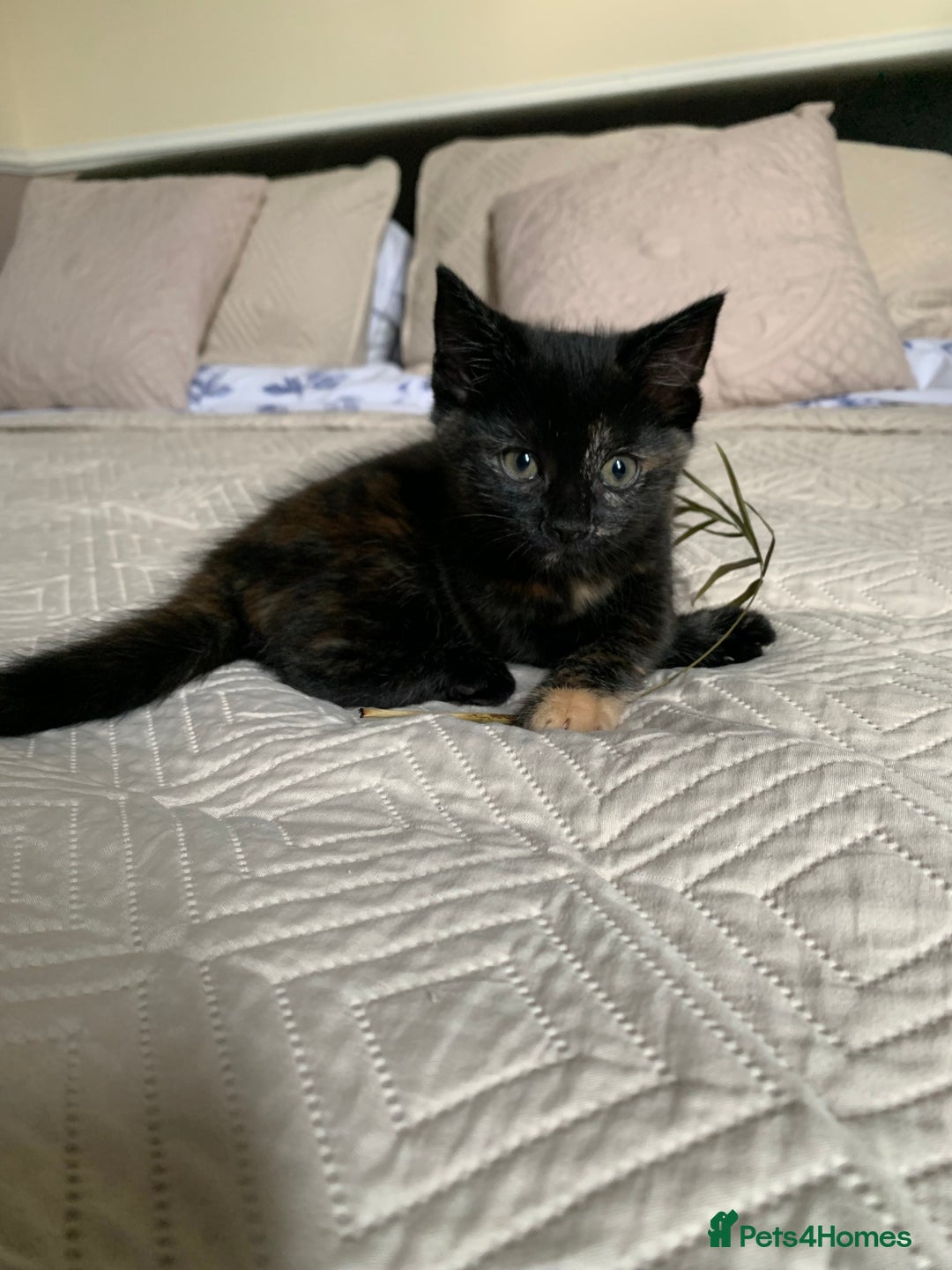 Mixed Breed cats for sale: Two girls and a boy Kuril bobtail mix - Image 23