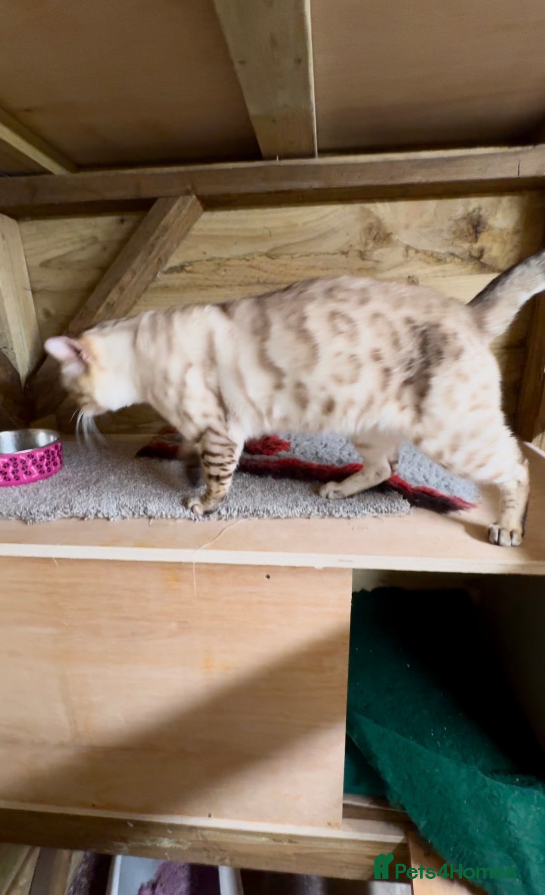 Bengal cats for stud: TICA Seal Lynx Snow Blue Eyed Bengal Stud in Thetford - Advert 7