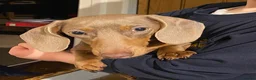 Miniature Dachshund dogs for sale: Miniature Dachshund KC Reg Smooth Haired Puppies - Advert 4