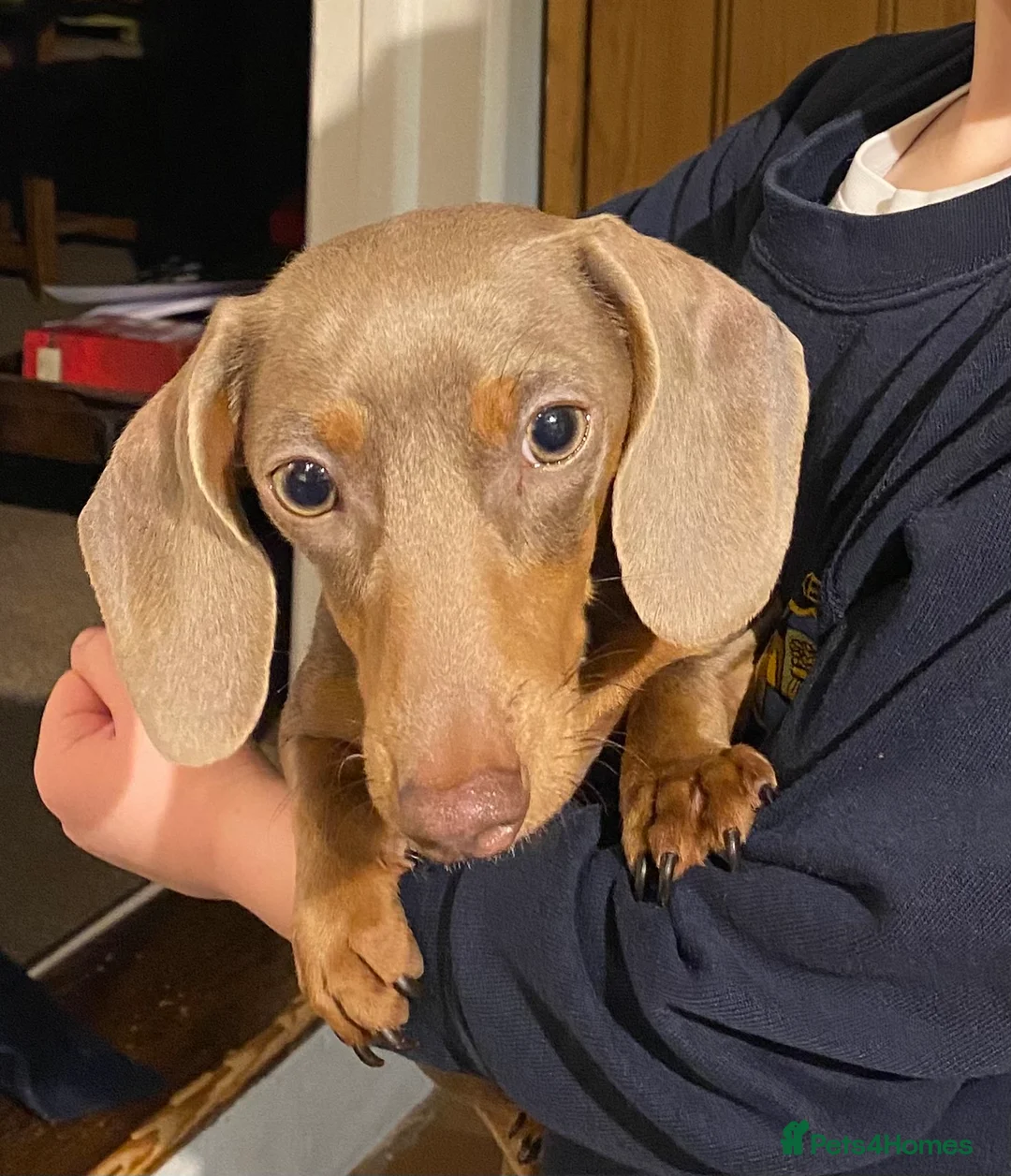Miniature Dachshund dogs for sale: Miniature Dachshund KC Reg Smooth Haired Puppies - Advert 4