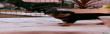 Rottweiler 4