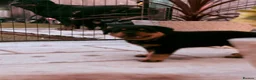 Rottweiler dogs for sale: ⭐️4 Rottweiler Boys For Sale ⭐️ - Advert 12