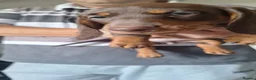 Dachshund dogs for sale: Beautiful dashchund puppies  - Advert 3