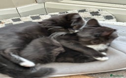 Maine Coon cats for sale: Black and white fluffy felix and coco - Image 2
