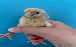 Chickens poultry for sale: Chicks - Image 29