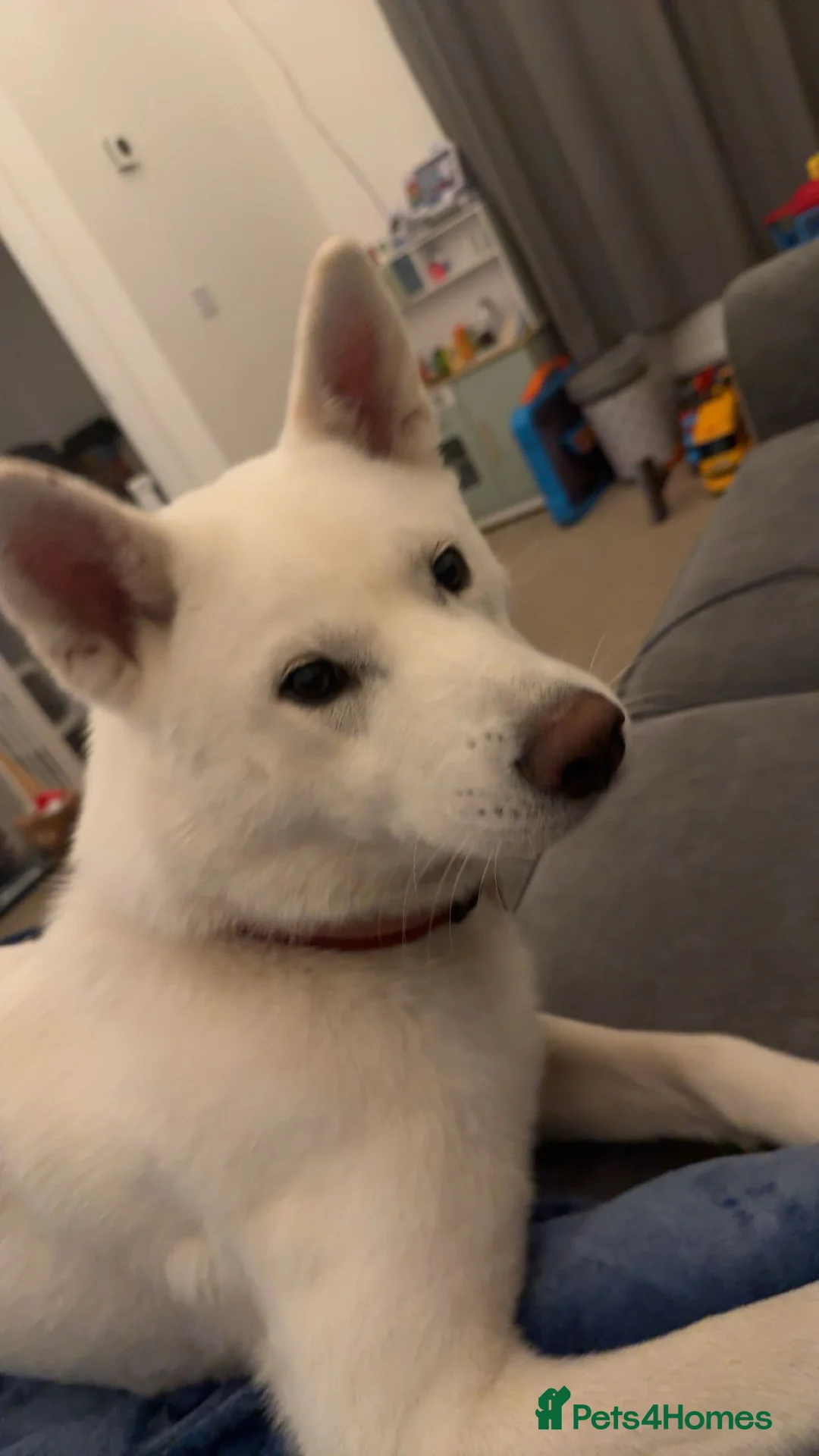 Huskita dogs for sale: Huskita - Advert 3