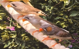 Finches birds for sale: Zebra Finches - Various Colours (20 birds) - Image 2