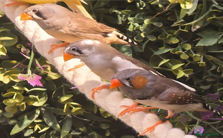 Finches birds - Advert 10