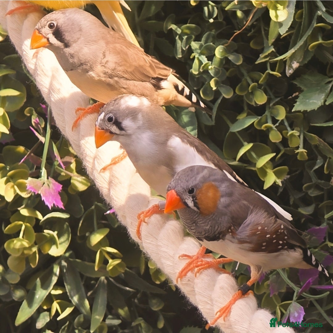 Finches birds for sale: Zebra Finches - Various Colours (20 birds) - Image 2