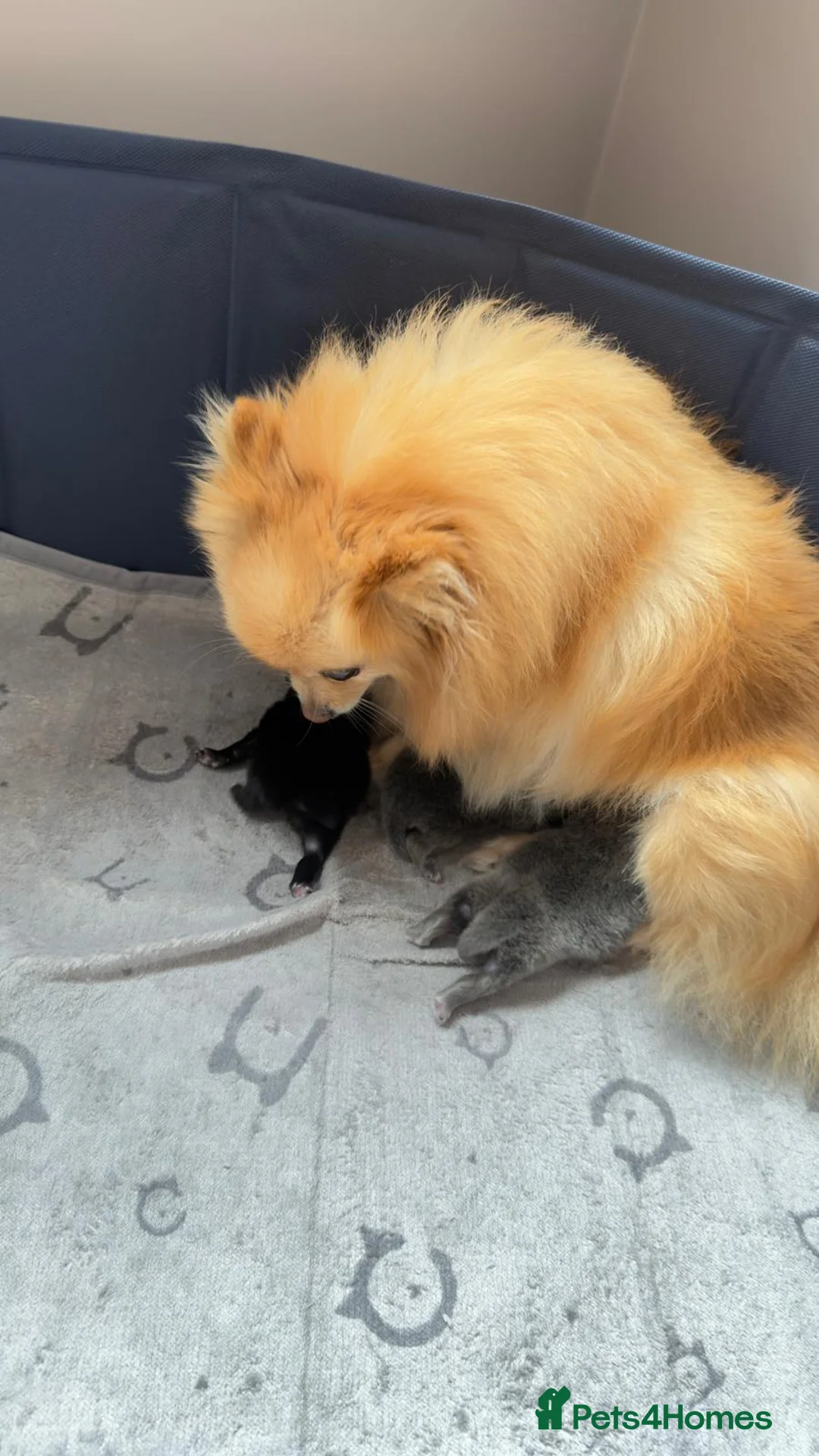 Pomeranian dogs for sale: Beautiful and rare mini Pomeranian puppies   - Advert 1