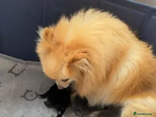 Pomeranian dogs Beautiful and rare mini Pomeranian puppies - Advert 3