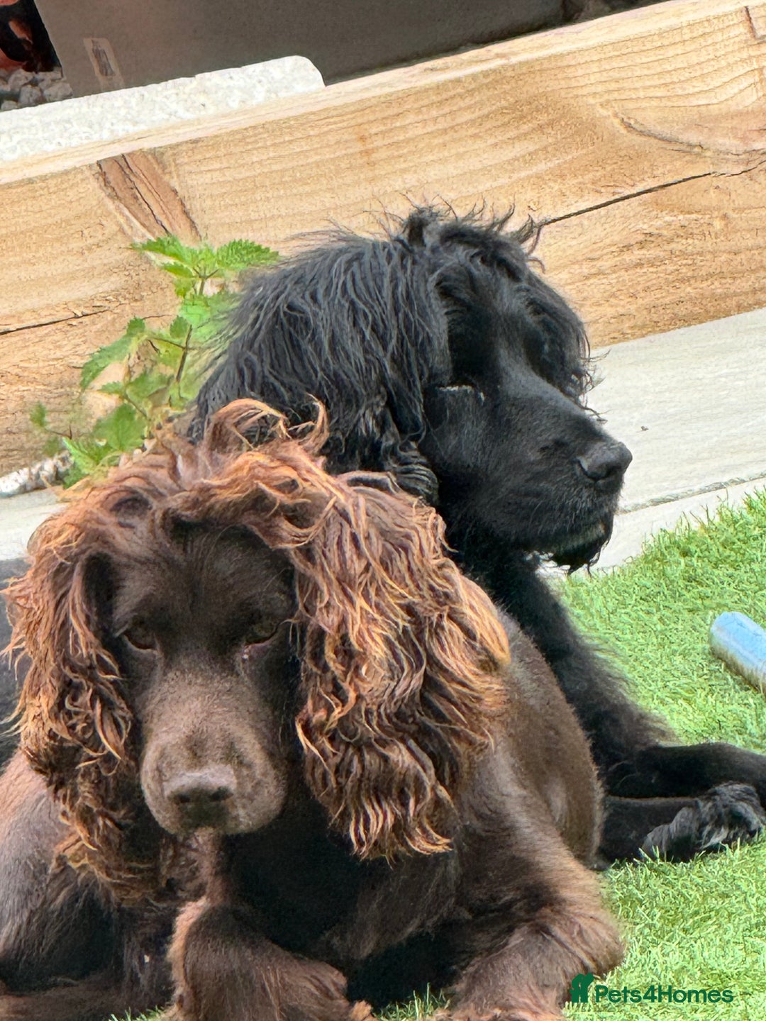 Cocker Spaniel dogs for sale: Cocker spaniel  - Advert 1