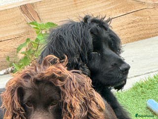 Cocker Spaniel dogs Cocker spaniel - Advert 6