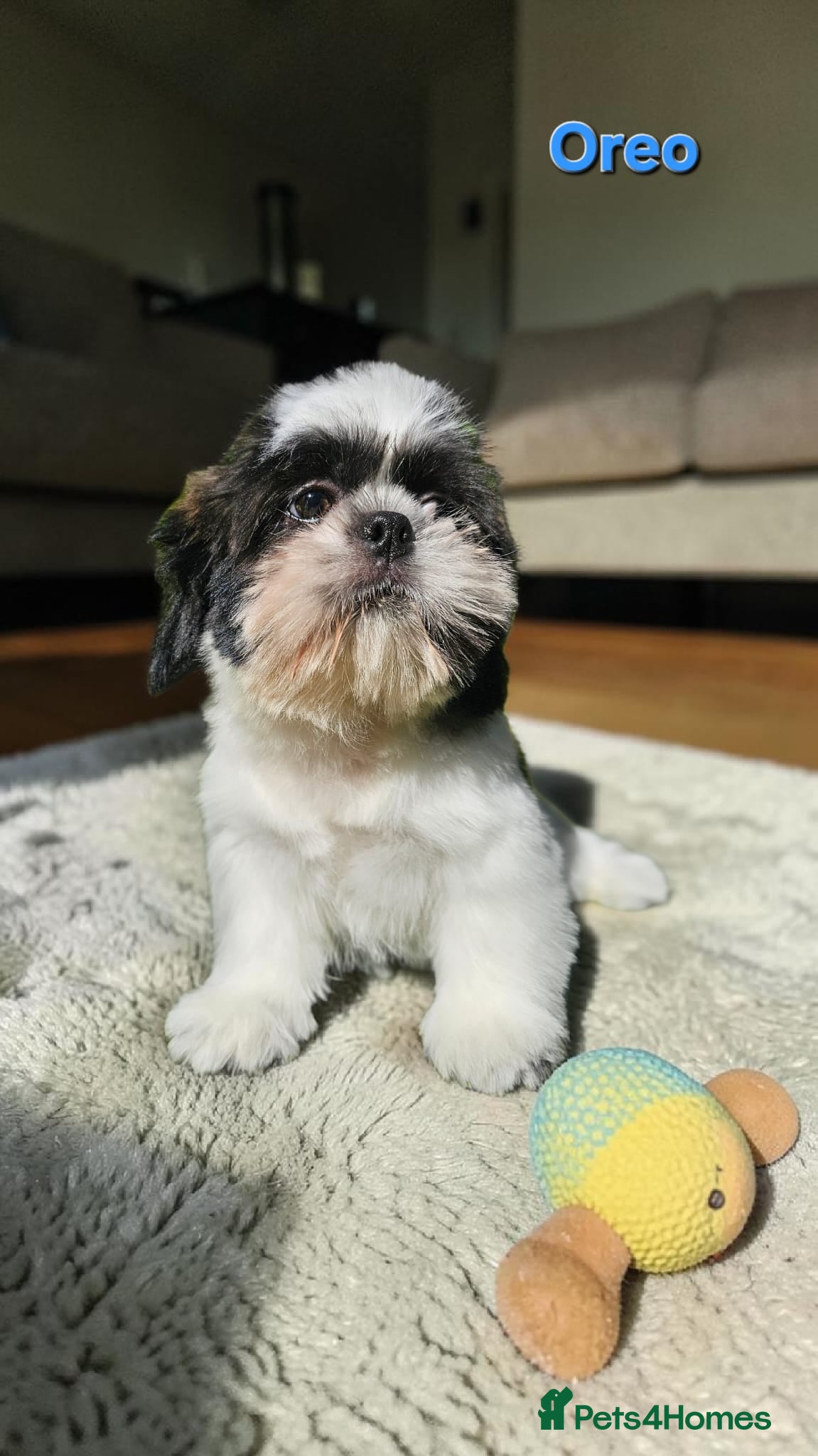 Shih Tzu dogs  💞 QUALITY STANDARD SHIH TZU 💕 - Advert 4
