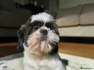 Shih Tzu dogs 💞 QUALITY STANDARD SHIH TZU 💕 - Advert 4