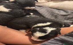 Border Collie dogs for sale: Border collie puppy’s ready to reserve  - Image 16