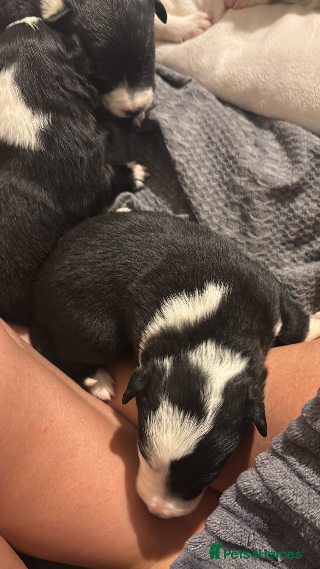 Border Collie dogs for sale: Border collie puppy’s ready to reserve  - Image 16
