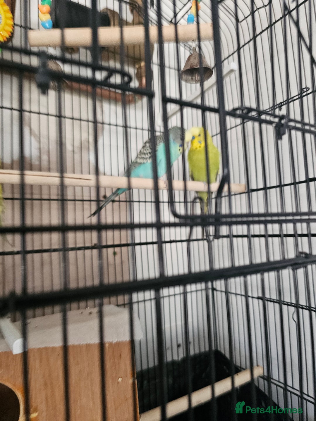 Budgerigars birds for sale: beautiful birds - Advert 5