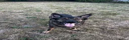 German Shepherd dogs for sale: Male German shepherd  - Advert 13