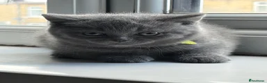 British Shorthair 1