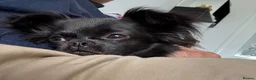 Chihuahua dogs for sale: Beautiful Chihuahua Pups - Last Puppy - Advert 23