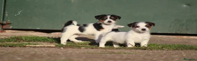 Jack Russell 9