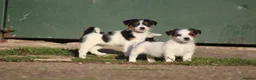 Jack Russell dogs for sale: Jack Russell Puppies for sale - Advert 5