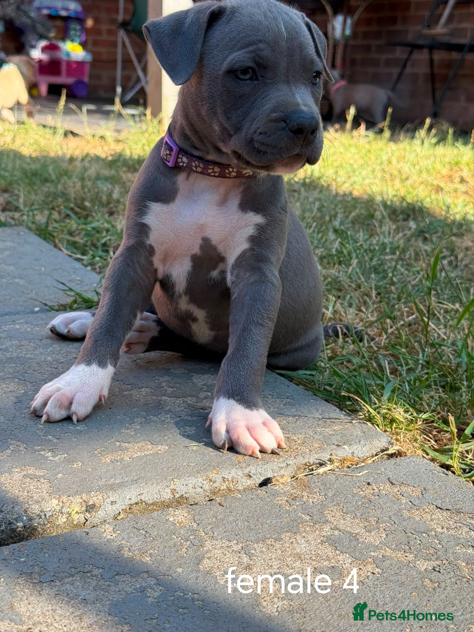 Staffordshire Bull Terrier dogs American Staffordshire terrier - Advert 2