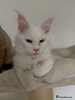 Maine Coon cats - Advert 6