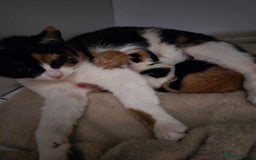 Mixed Breed cats for sale: Beautiful kittens  - Image 9