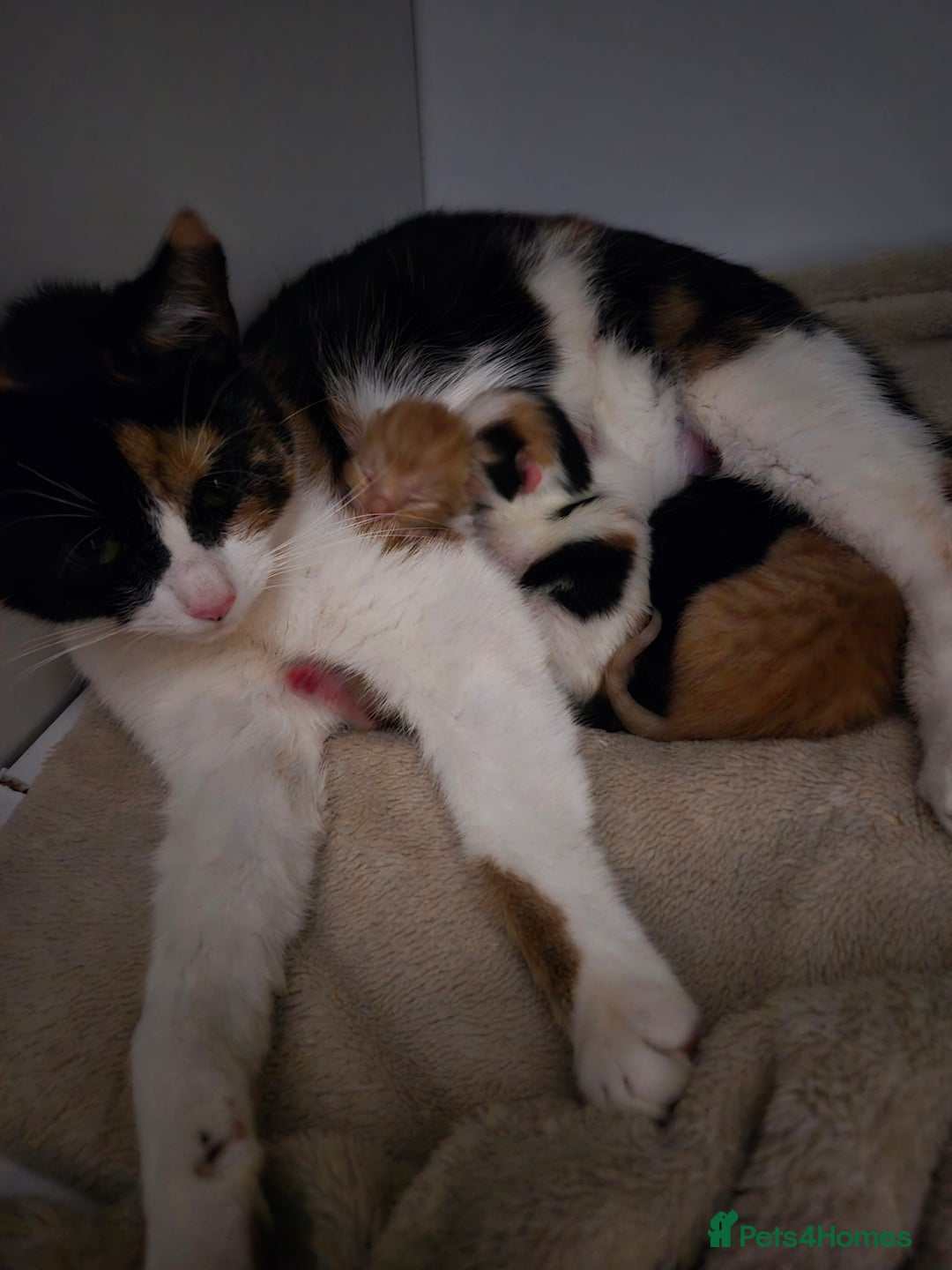 Mixed Breed cats for sale: Beautiful kittens  - Image 9