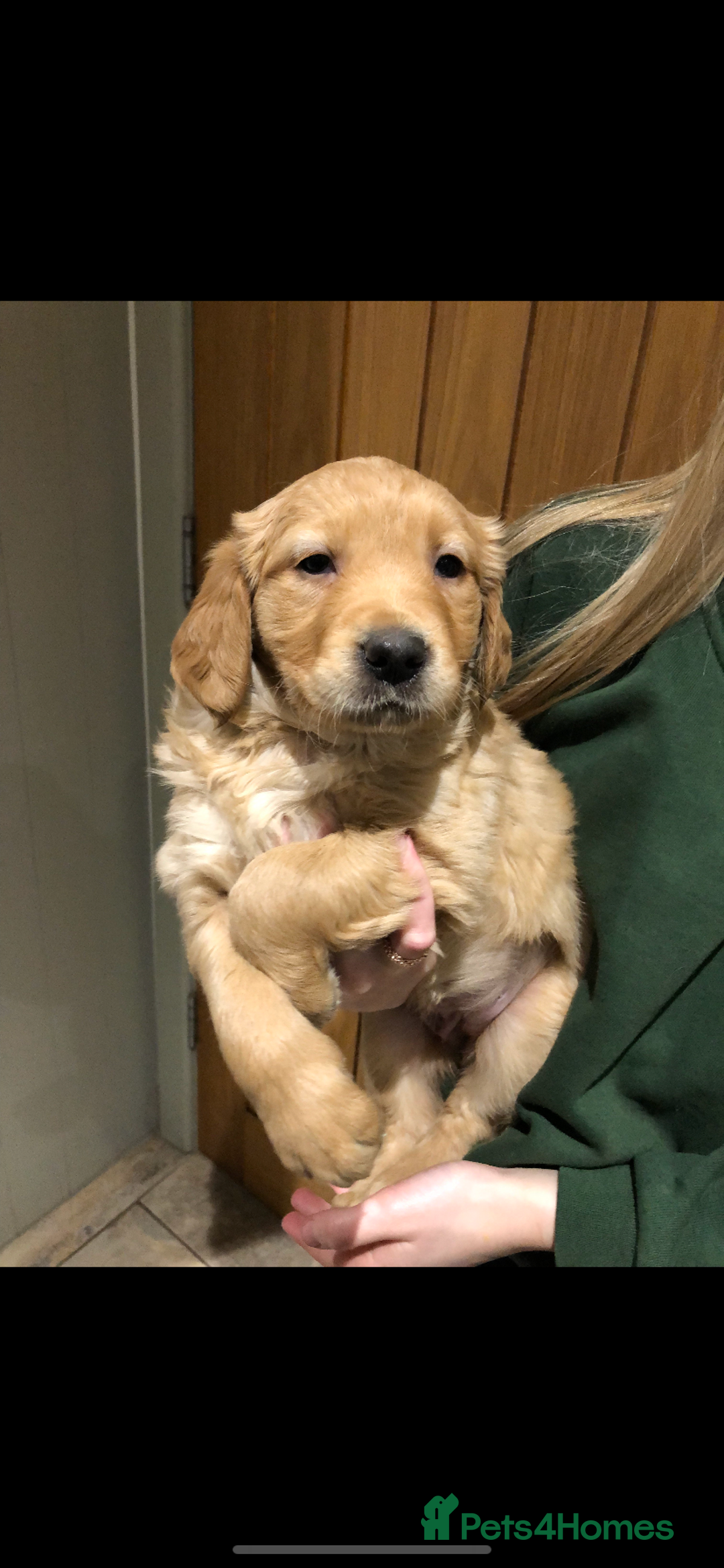 Golden Retriever dogs for sale: Beautiful Health Tested Puppies  - Image 16