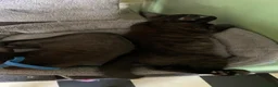 Mixed Breed cats for sale: 2 female kittens looking for loving home - Advert 7